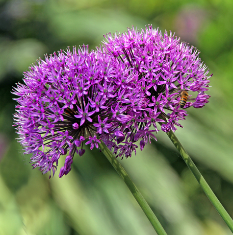 Garden Pavilion flowers closeup