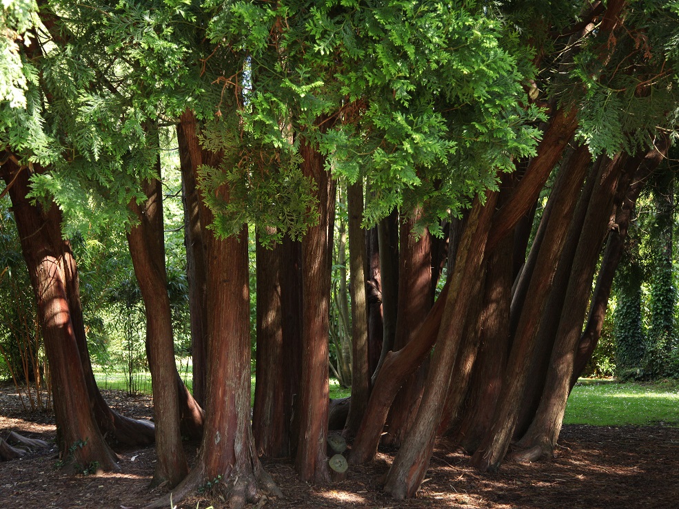 Large trees in Powerscourt Estate.