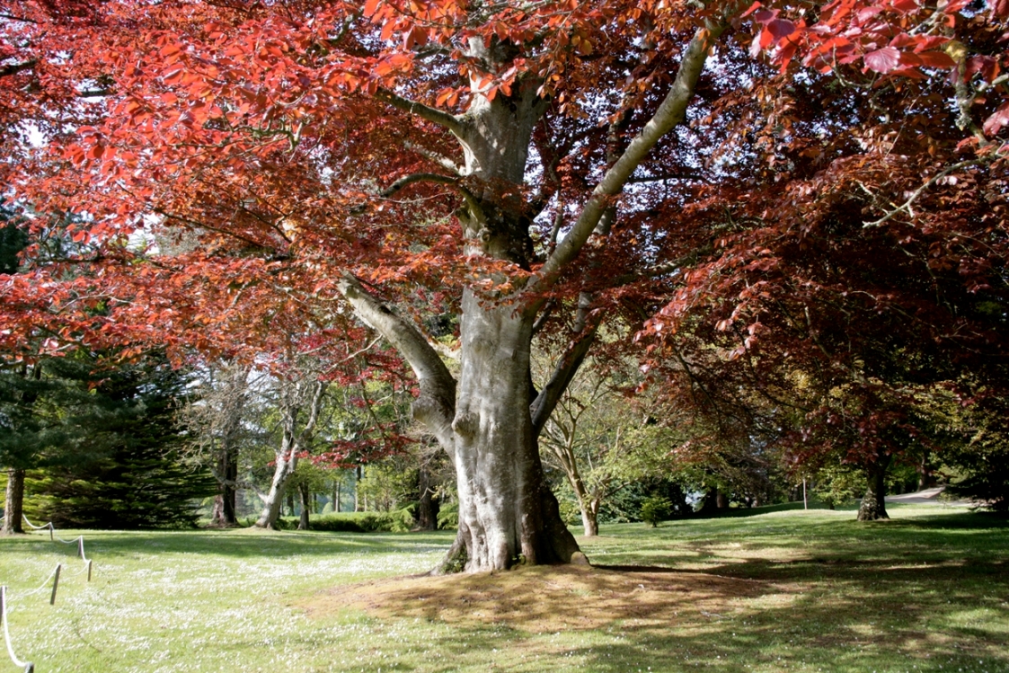 TREE rific Trees of Powerscourt Gardens National Tree Week