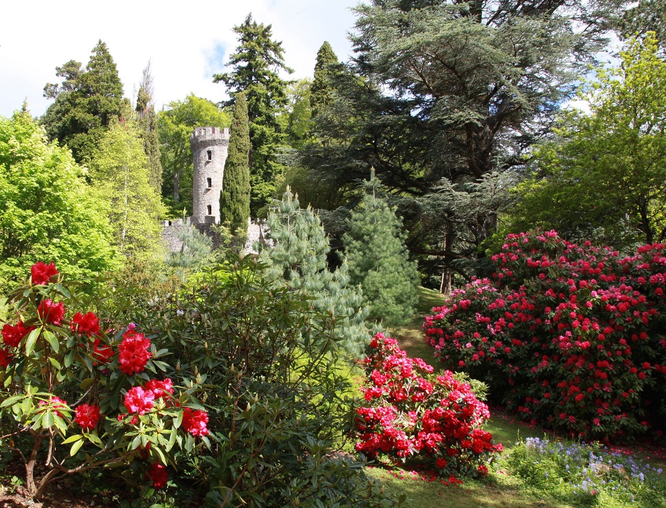 Pink Azeleas in Powerscourt Gardens.